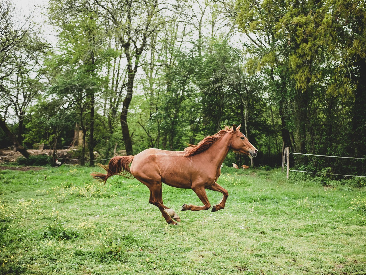  draft horse