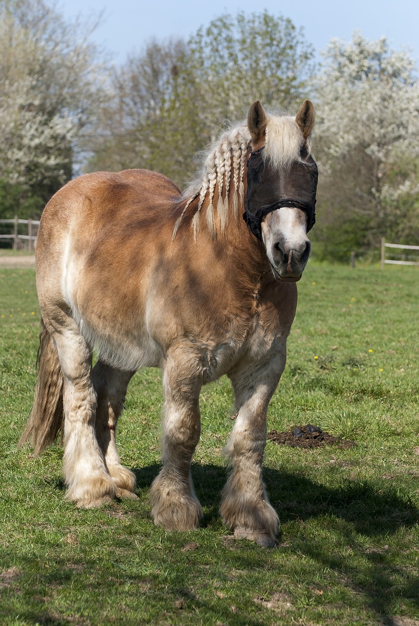 draft horse