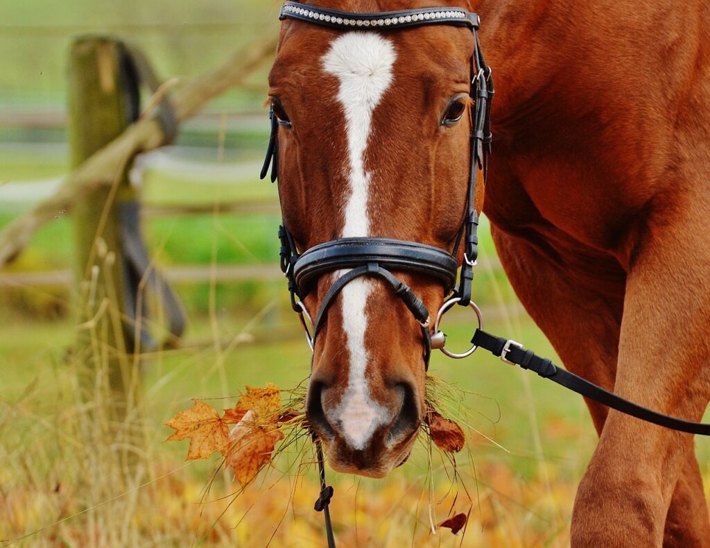 Barb horse