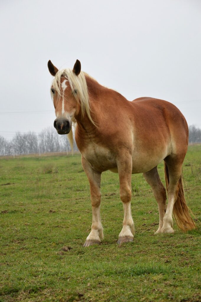 draft horse