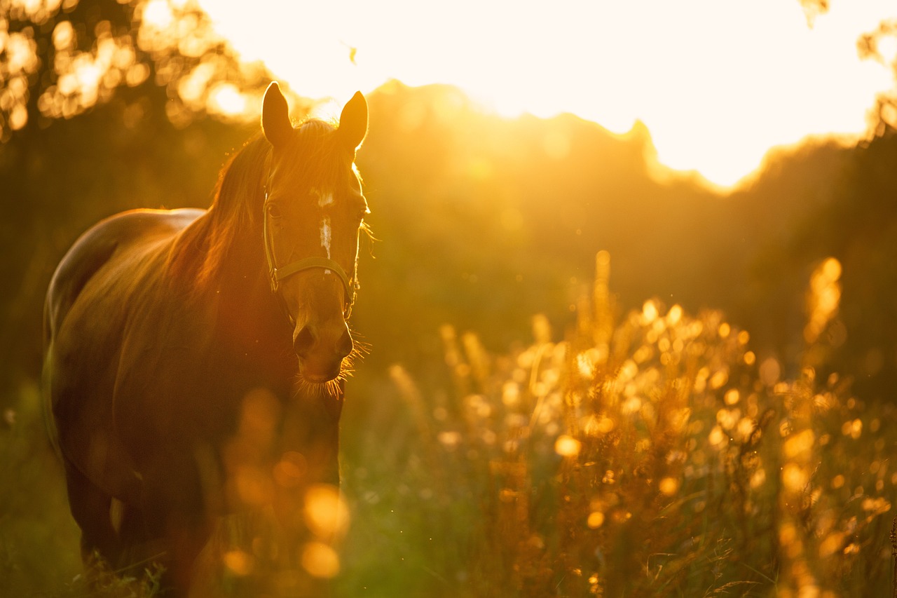 Barb horse