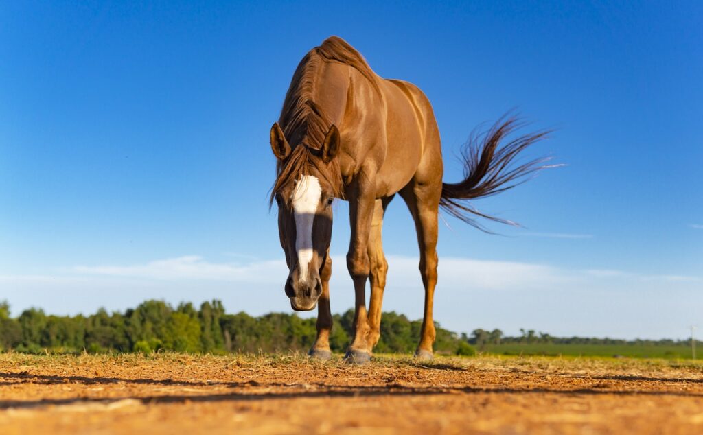 Barb horse