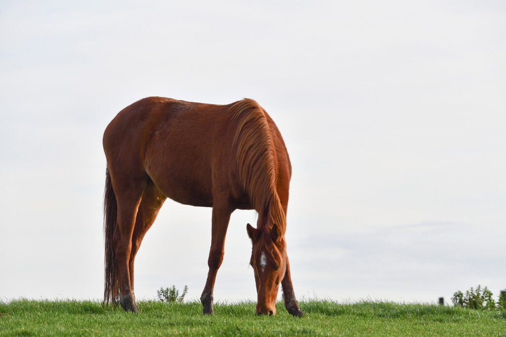 Barb horse