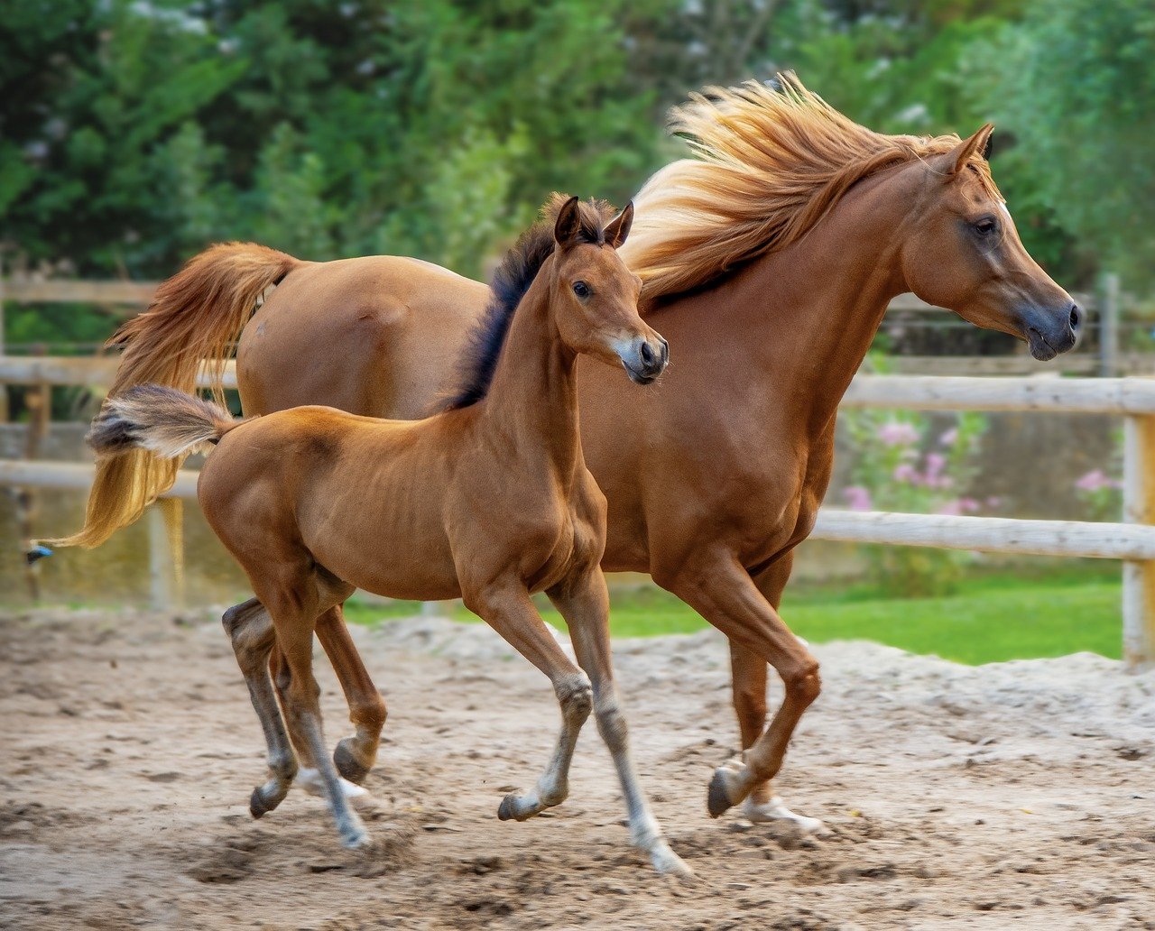 Barb horse