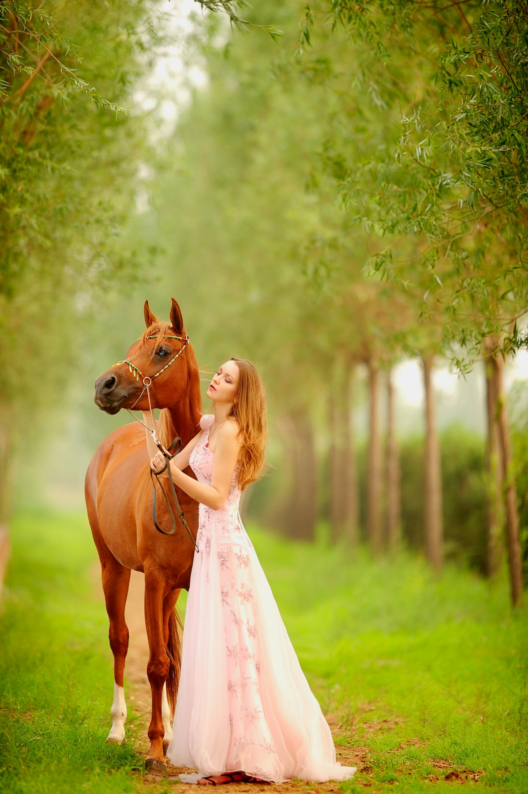 spanish barb horse