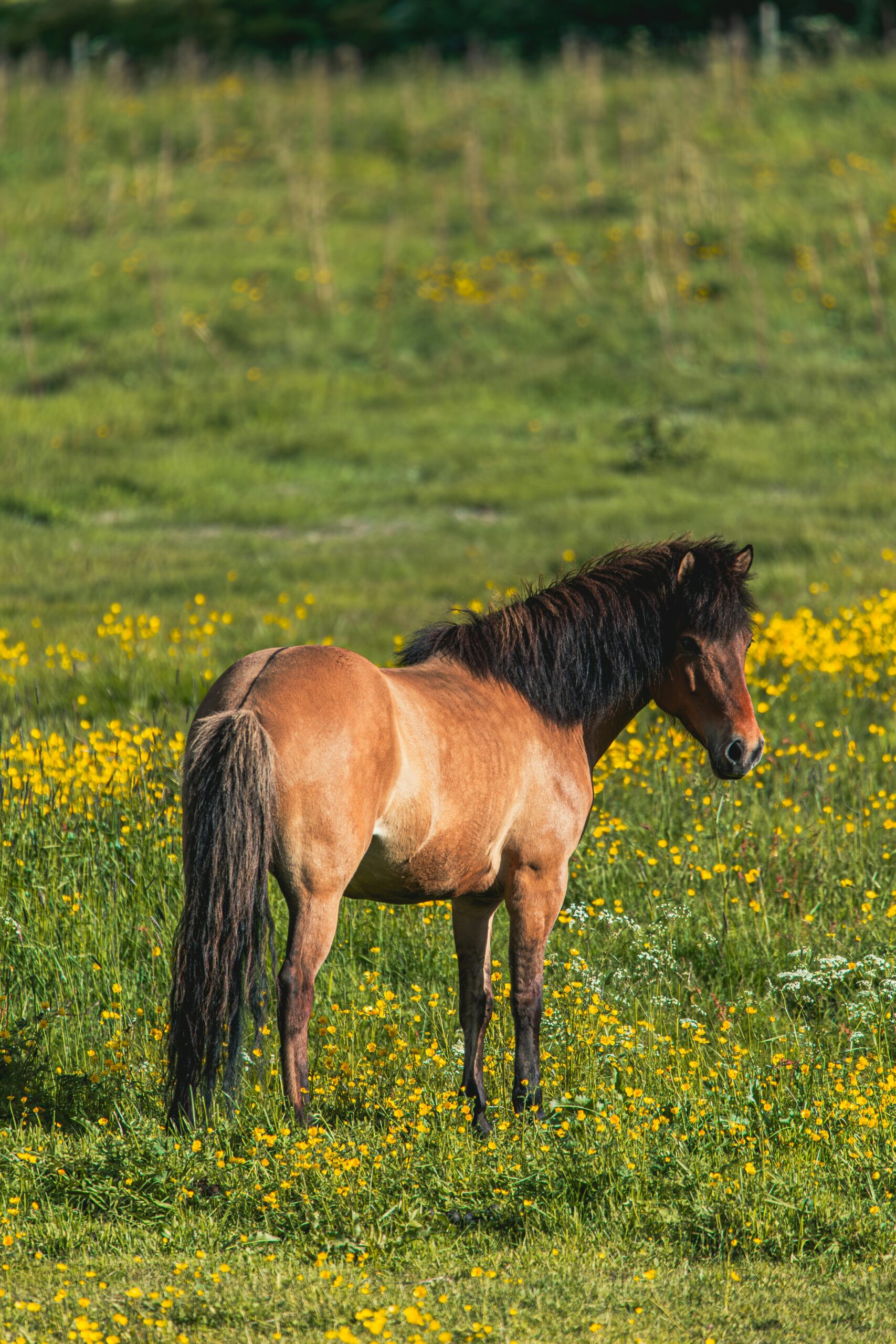 Spanish barb horse