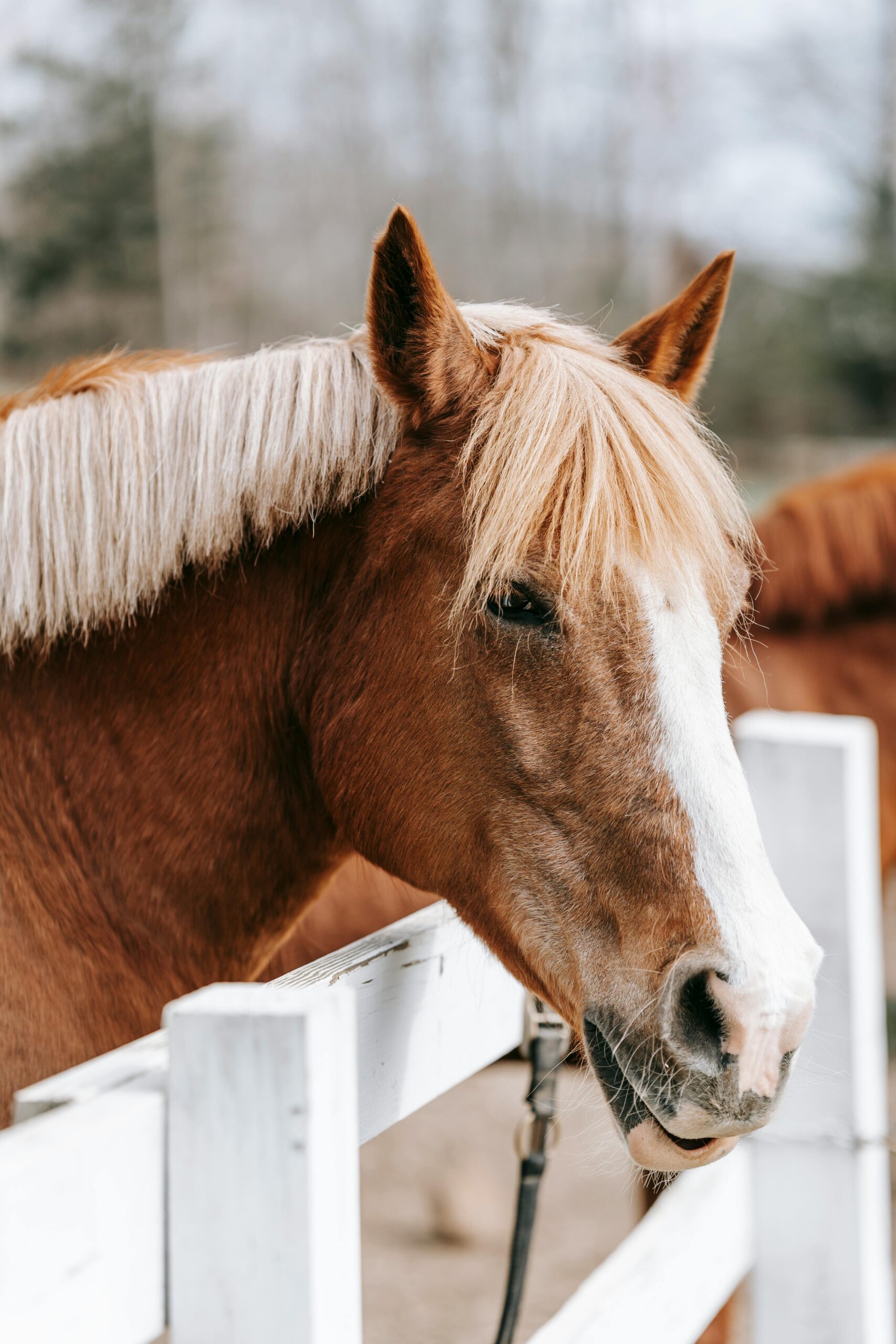  draft horse