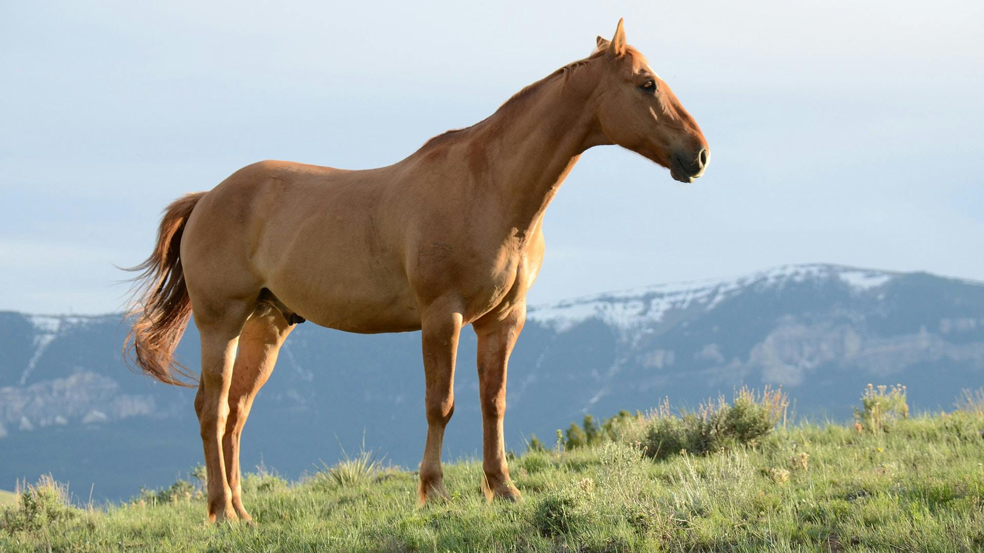 spanish barb horse