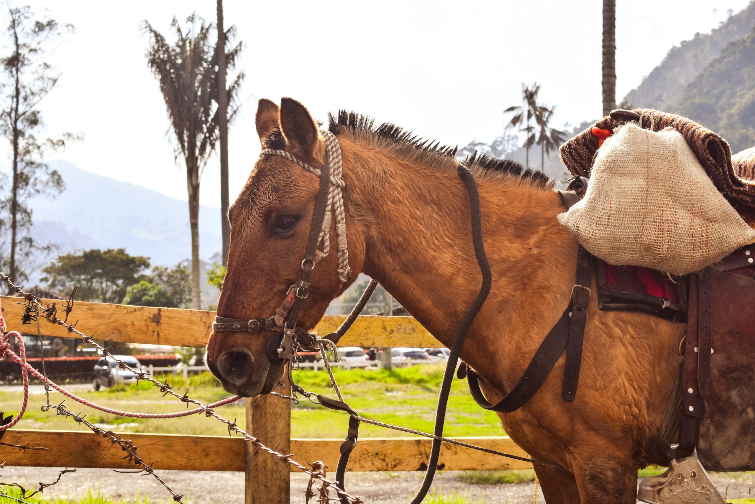 Spanish barb horse
