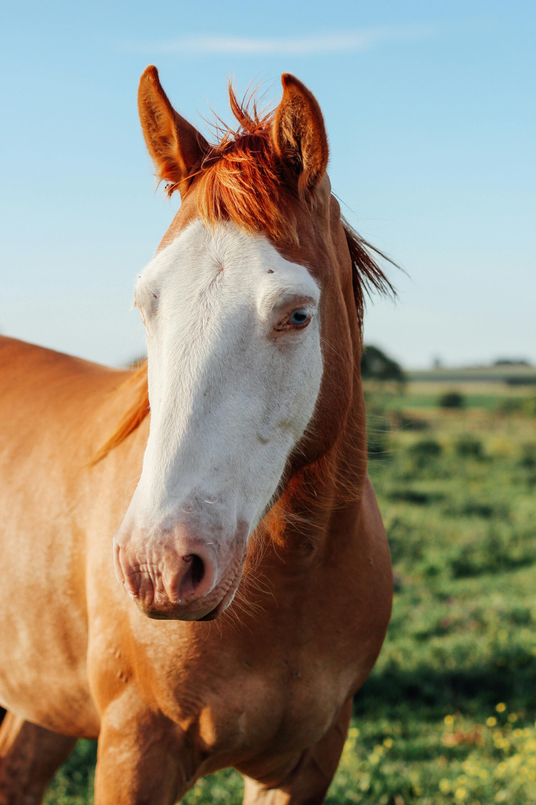  Arabian Barb horse