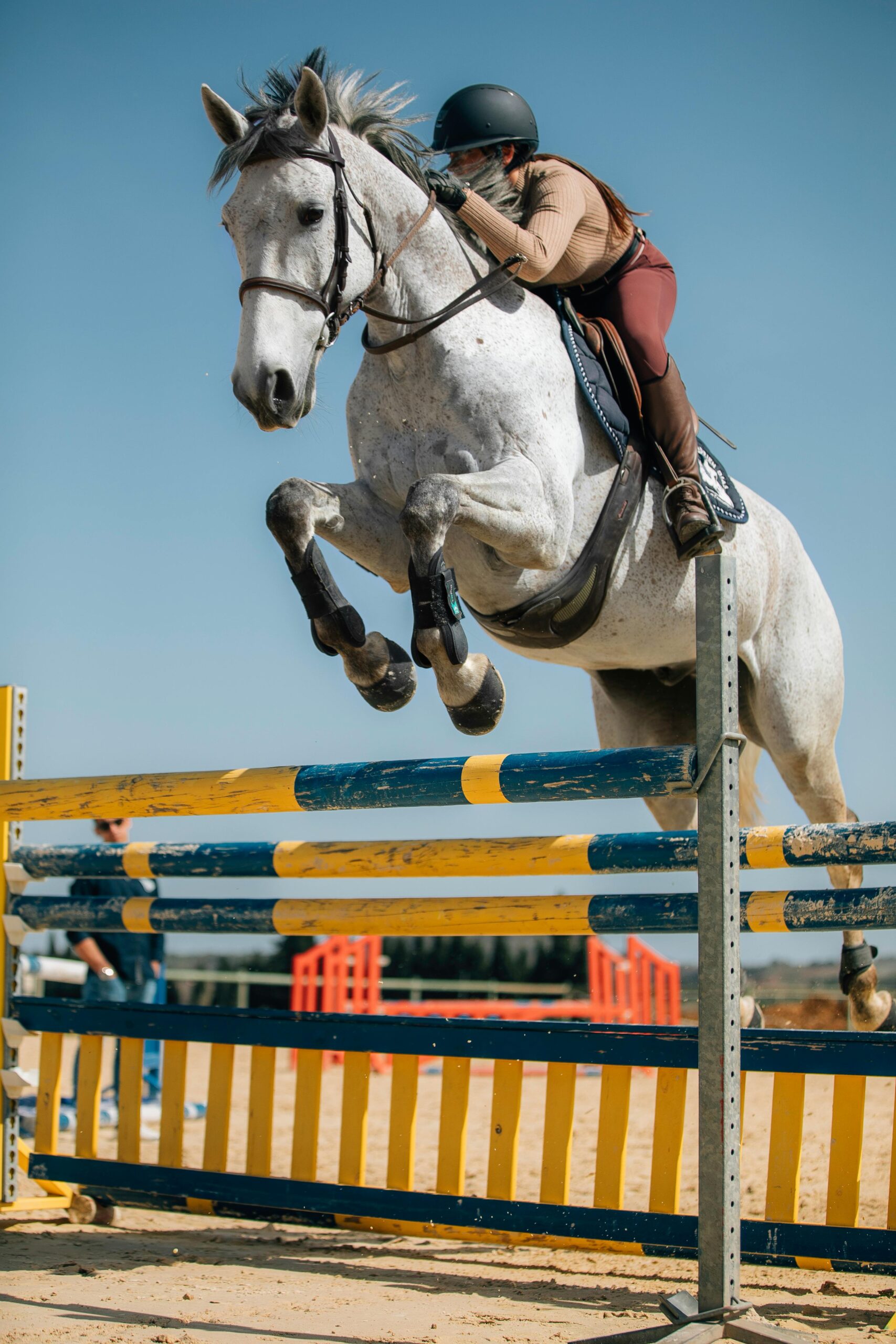  Arabian Barb horse 