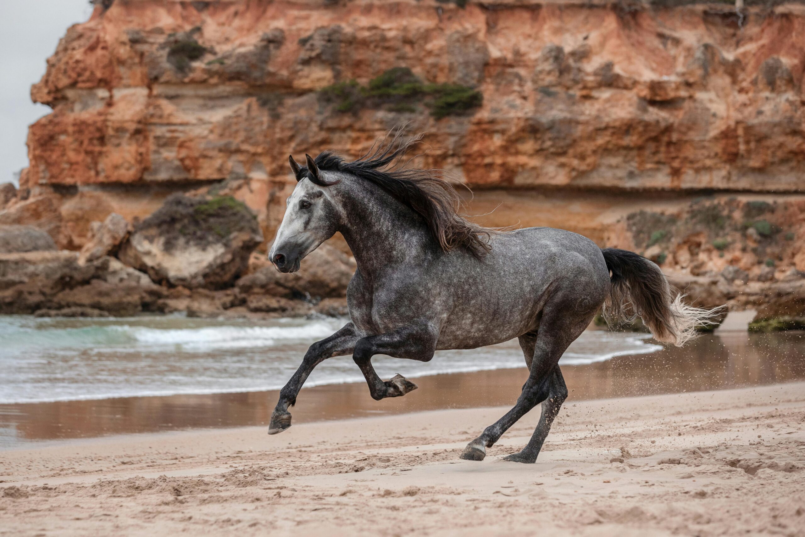 spanish barb horse 