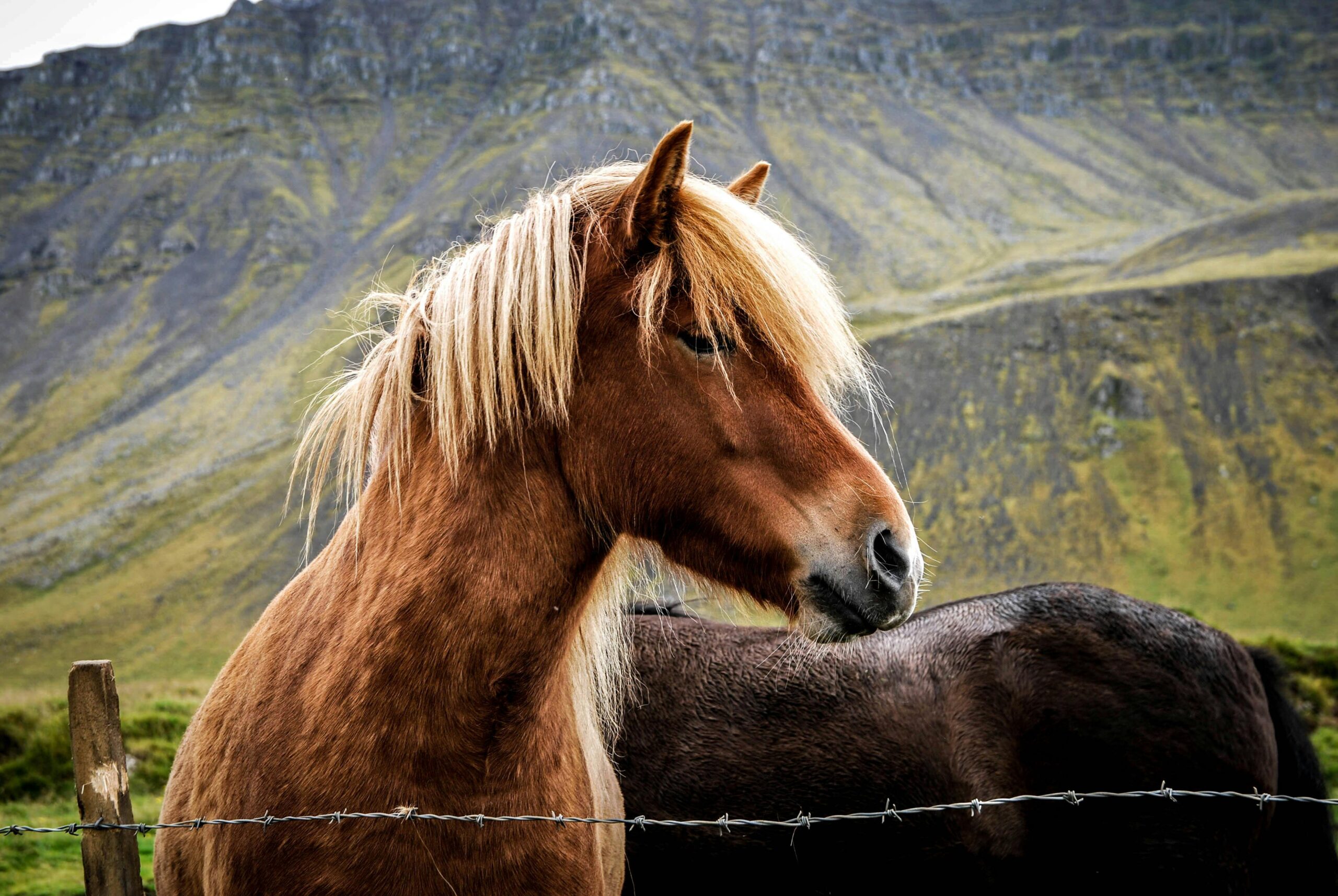 spanish barb horse 