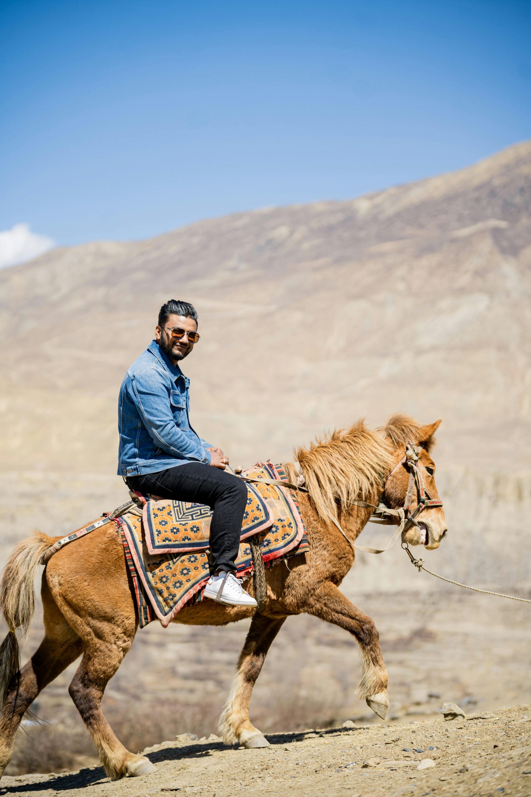Arabican barb horse