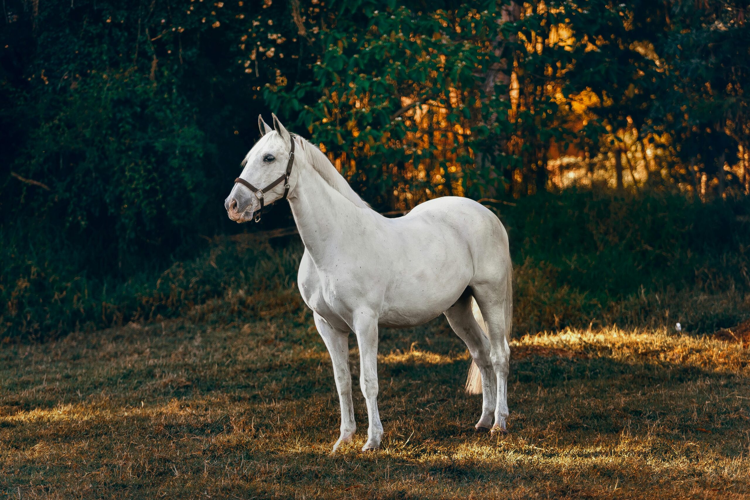  Arabian Barb horse 