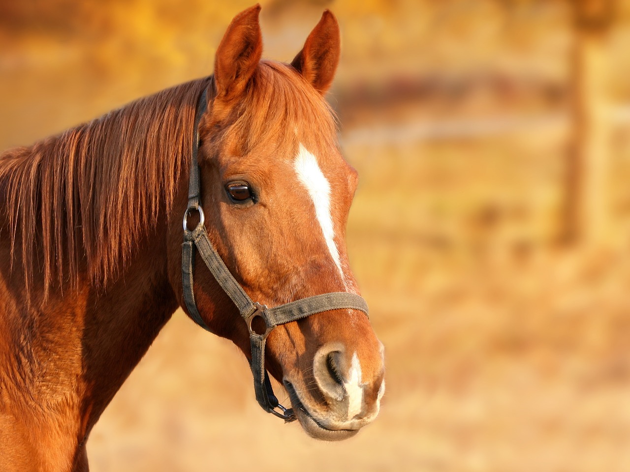 Spanish Barb Horse