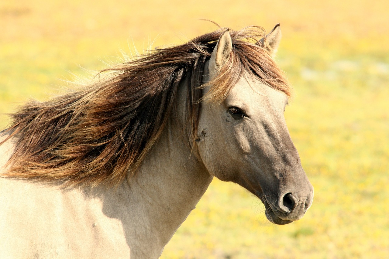 Arabican barb horse