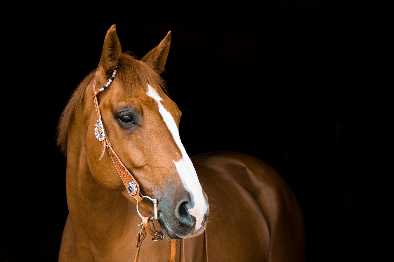 Spanish Barb Horse
