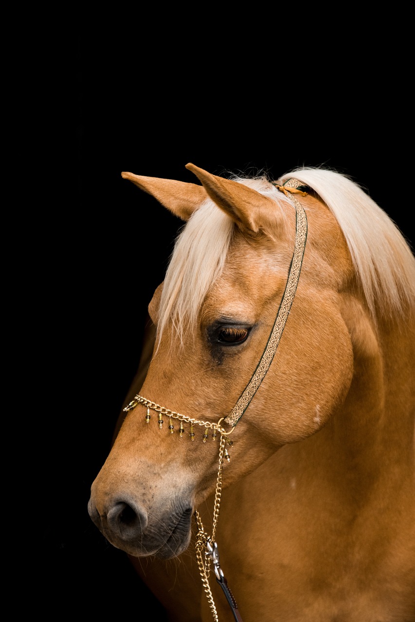 Arabican barb horse
