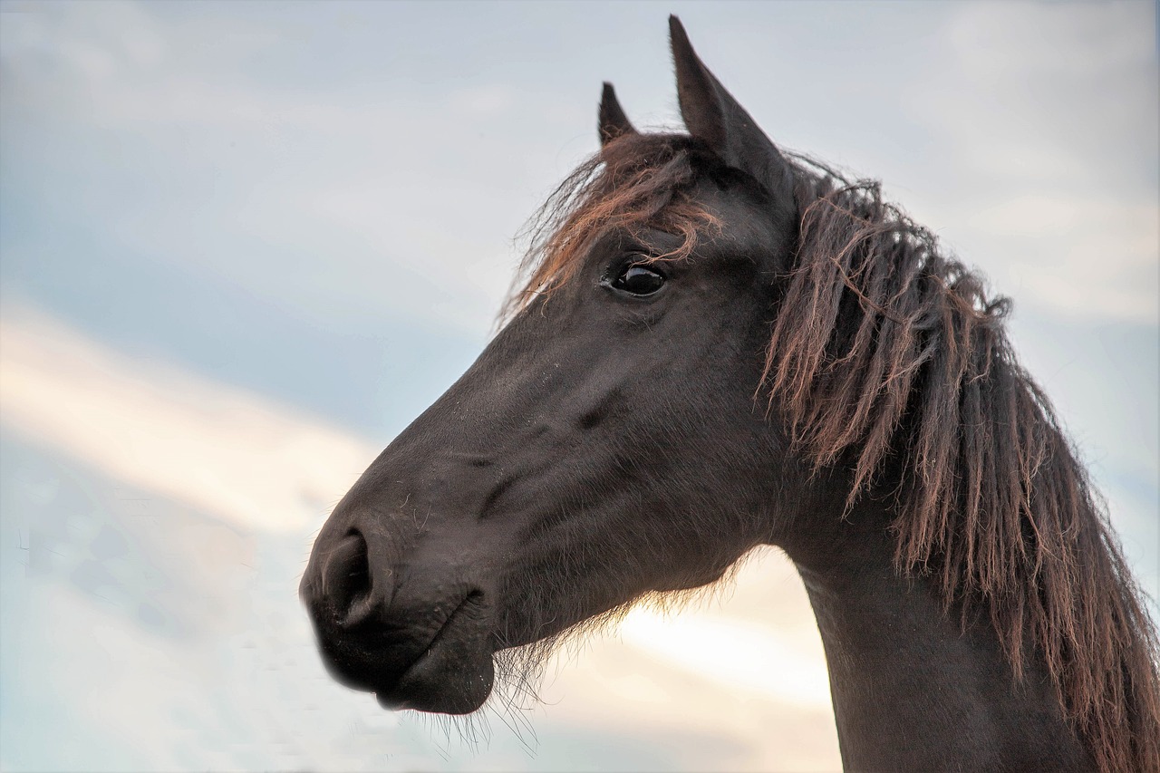 Friesian Horses