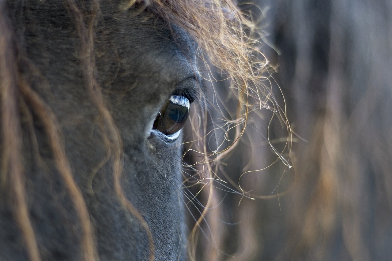 Friesian Horses