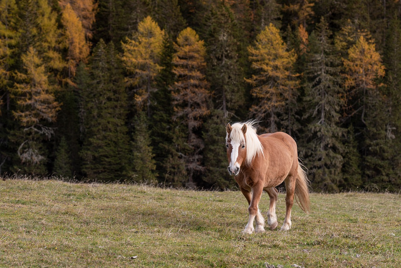 Spanish Barb Horse