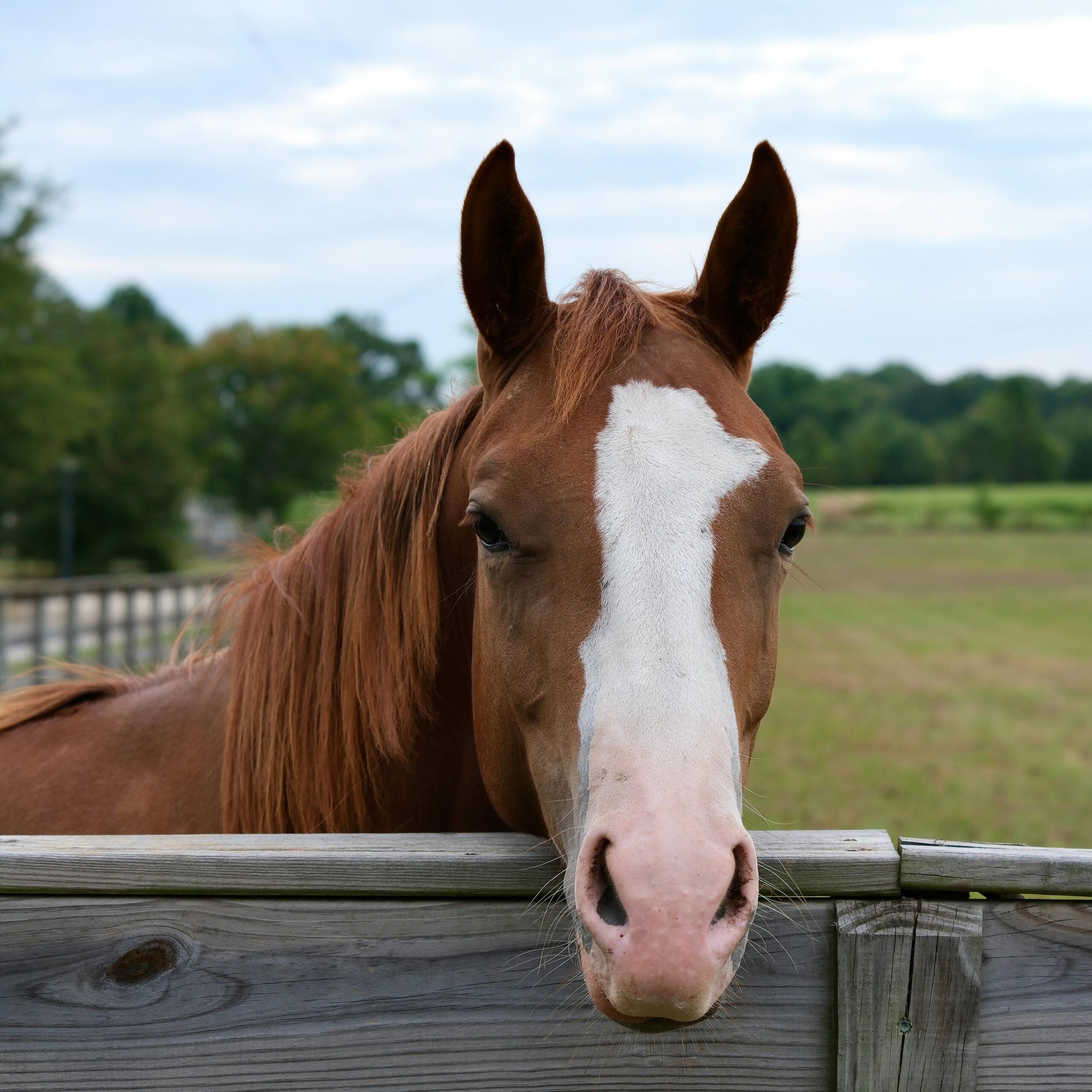 american draft horses 