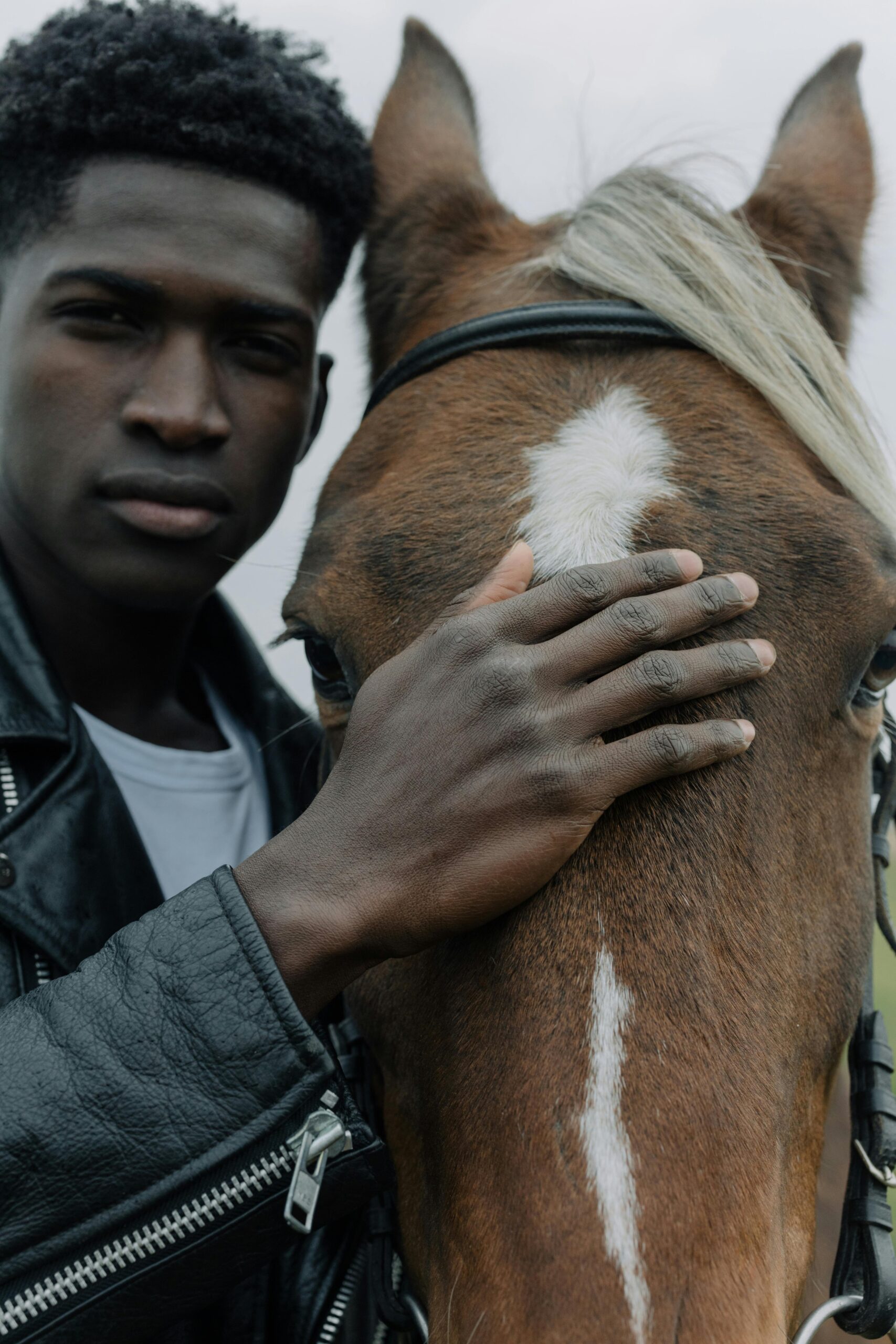 american draft horses 